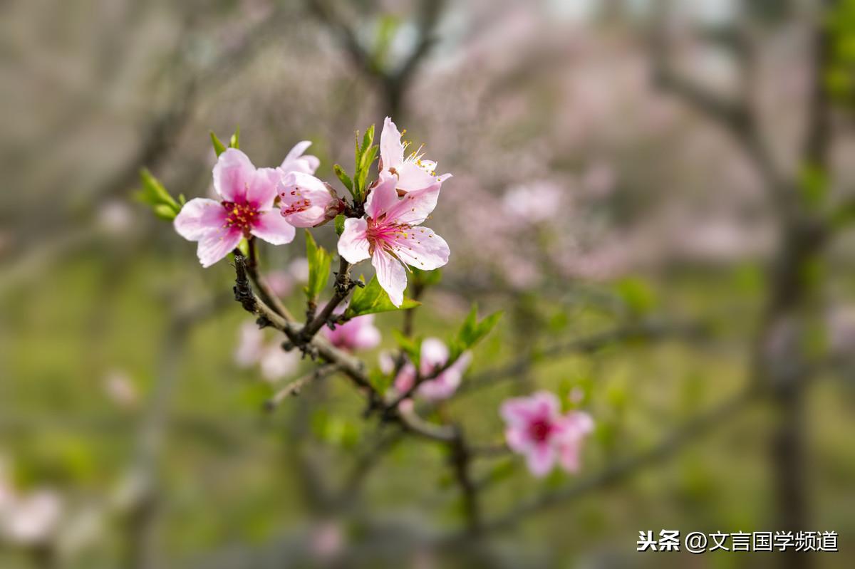 闲居唐王维桃红复含宿雨（桃红复含宿雨出自哪首诗）