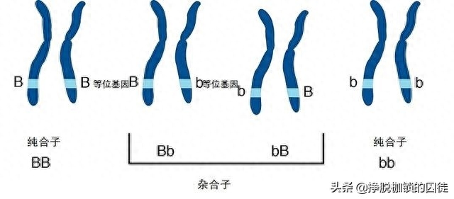 近亲繁殖的危害(为什么不能近亲繁殖)