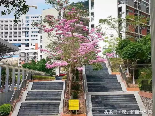 红岭中学高中部住宿环境（红岭中学高中部巡礼）(4)