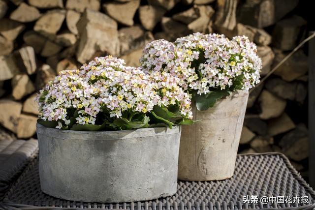 母亲节送几朵花合适吗（你的宠妈清单上是否有花）(12)