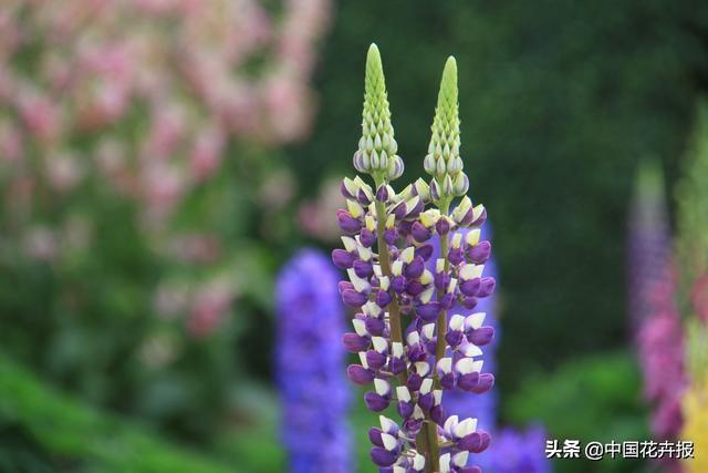 母亲节送几朵花合适吗（你的宠妈清单上是否有花）(8)