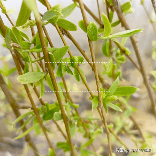 清明节的含义与风俗(清明节的来历)