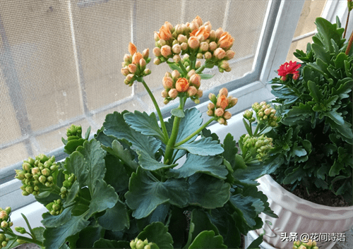 收集雨水浇花好吗(哪些花不能用雨水浇花)