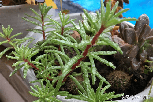 收集雨水浇花好吗(哪些花不能用雨水浇花)