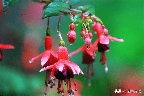 收集雨水浇花好吗(哪些花不能用雨水浇花)