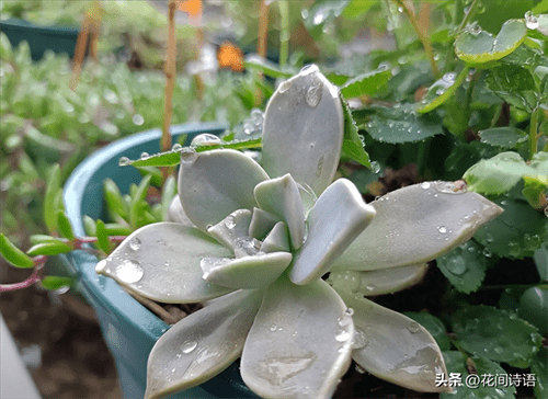 收集雨水浇花好吗(哪些花不能用雨水浇花)