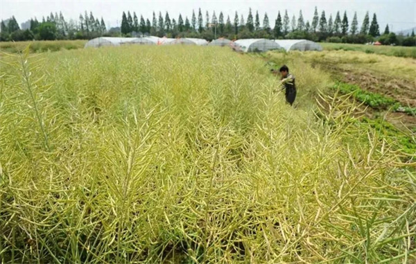 油菜是什么菜(油菜什么时候收割)