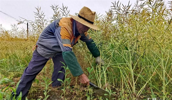 油菜是什么菜(油菜什么时候收割)