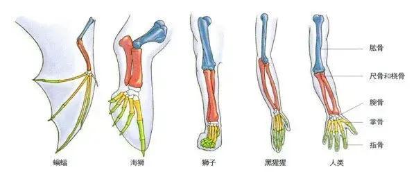 科学家证实人类由鱼演变而来（我国科学家证实了人类是由5亿年前）(7)