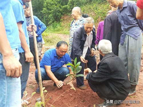 枇杷树什么时候移栽好(枇杷苗多大可移栽)