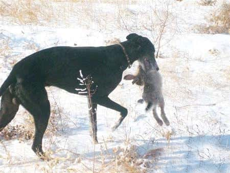 灵缇犬和惠比特犬有什么区别（惠比特犬和灵缇的区别）