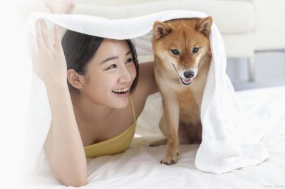 ​柴犬成年体型多大（柴犬几个月算成年）