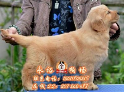 ​金毛犬价格多少钱一只(杭州金毛犬价格)