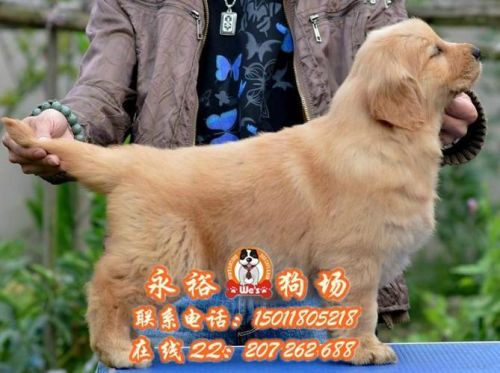 金毛犬价格多少钱一只(杭州金毛犬价格)-第1张图片-