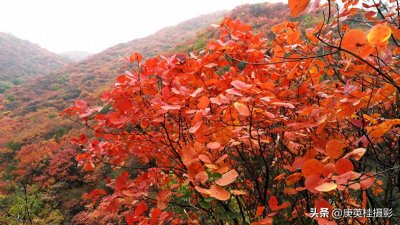 ​山西运城绛县有个红叶谷景区，不收门票，现在正是观赏的最佳时期