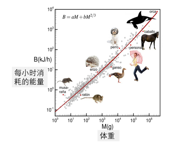 建改后的克莱伯定律（注沉坐标是指数）根源：https：//medicalxpress.com/news/2018-02-base-metabolism-varies-mass.html