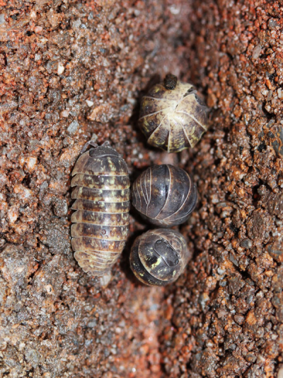 等脚目中最罕睹的潮虫，体长14mm安排　图片根源：https：//www.insects.jp/kon-warajiokadango.htm