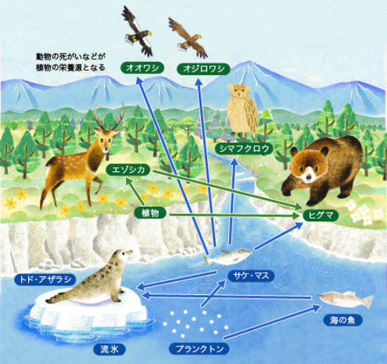 陆生水灵巧物之间彼此依靠的生物链体系根源：https：//www.daikin.co.jp/csr/shiretoko/01_01.html