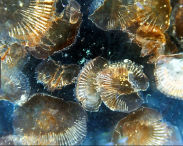 ​日原三沉县水族馆的一只大王具脚虫时隔二年再次爆发了排便