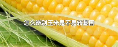 ​怎么样辨别玉米是否转基因食品 怎么样辨别玉米是否转基因品种