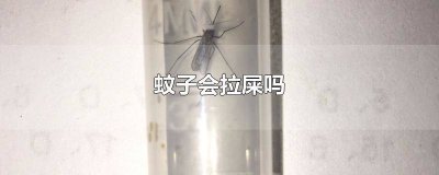 ​蚊子拉的屎长什么样 蚊子拉粑粑图片