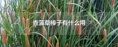 ​香蒲的棒棒是什么 香蒲的蒲棒