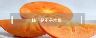 ​柿子是不是水果