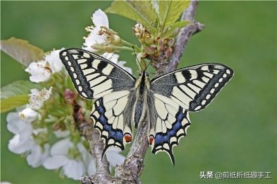 ​剪纸手工简单又漂亮(这3种蝴蝶剪纸，个个简单漂亮，孩子也能轻松学会)