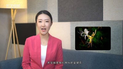 ​银花是代表什么动物「金银花代表什么动物」