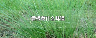 ​香根草百度百科 香草和香草根