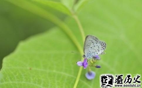 核事故后变异的酢浆灰蝶