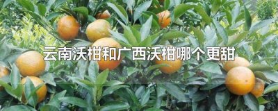 ​广西和云南沃柑哪个更好 广西沃柑和云南沃柑哪个好吃