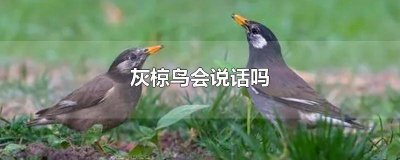 ​灰椋鸟会说话吗 灰椋鸟能说话吗