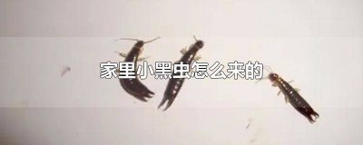 ​家里小黑虫怎么来的 家里面的小黑虫