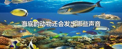 ​海底的动物还会发出哪些声音接着续写三种 海底的动物还会发出哪些声音请仿写