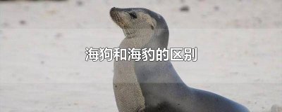 ​海豹与海狗有什么不同之处 海狗和海豹是一种动物吗