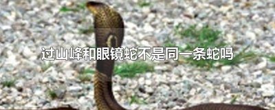 ​过山峰和眼镜蛇不是同一条蛇吗