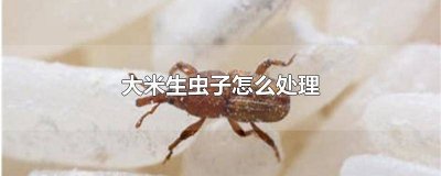 ​大米生虫子了该怎么处理 生虫子的大米怎么处理