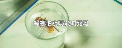 ​蟑螂放进水里能淹死吗 蟑螂在水里会被淹死吗