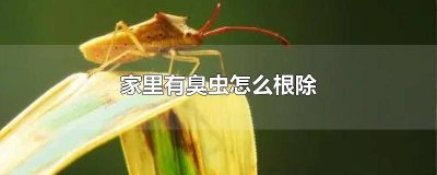 ​家里有臭虫怎么根除视频教学 臭虫在家里怎么去除