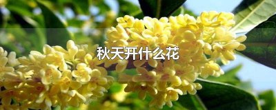 ​江南秋天开什么花图片 江南秋天开什么花最好