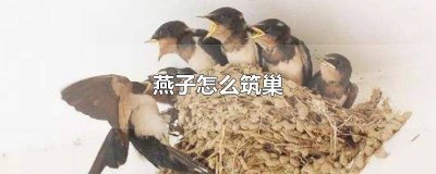 ​燕子怎么筑巢视频 燕子怎么筑巢作文