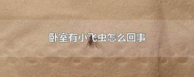 ​卧室里总有小飞虫 卧室里有许多小飞虫是怎么回事