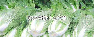 ​白胶是什么菜 白菜为什么叫胶菜