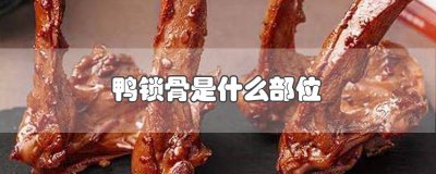 ​鸭锁骨是哪 鸭锁骨长在哪里