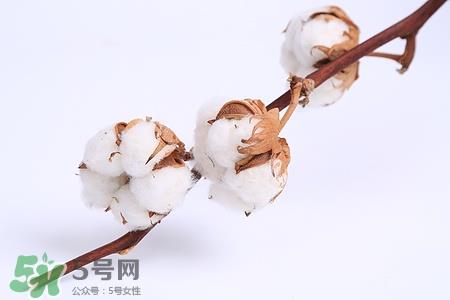 送棉花是什么意思?棉花有什么寓意