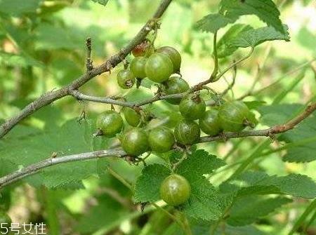 水葡萄的功效与作用