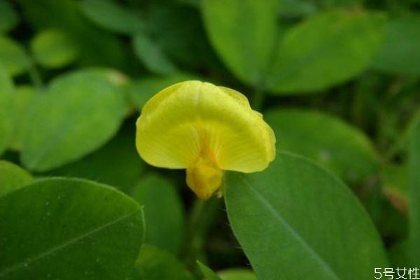 蔓花生的花语是什么呢 蔓花生的种植有什么注意的呢