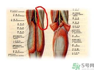 韧带断裂吃什么好得快？前十字韧带断裂吃什么补品？