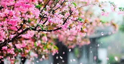 “芳心向春尽，所得是沾衣”4首“落花”古诗词，竟比花开还美！